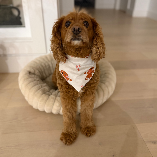 EHFAR Ginger Pet Bandana